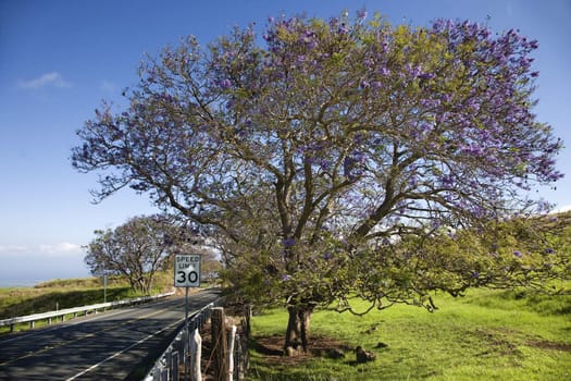 Road with Jacaranda tree blooming with purple flowers in Maui, Hawaii.