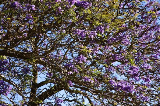Close-up of Jacaranda Tree blooming with purple flowers in Maui, Hawaii.