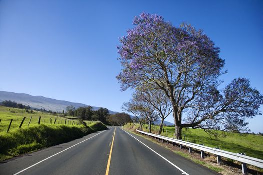 Road with Jacaranda tree blooming with purple flowers in Maui, Hawaii.