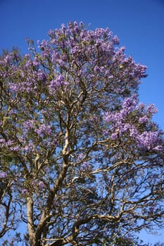 Jacaranda tree blooming with purple flowers against blue sky in Maui, Hawaii.