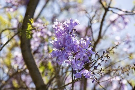 Close-up of Jacaranda tree in blooming with purple flowers in Haleakala National Park in Maui, Hawaii.