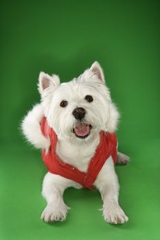 White terrier dog dressed in red coat.