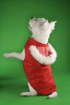 White terrier dog dressed in red coat standing on back haunches.