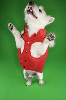 White terrier dog dressed in red coat standing on back legs.