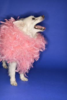 Fluffy white dog wearing pink feather boa.