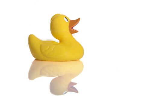 Yellow Rubber Duck isolated on white with reflection