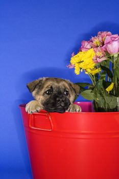 Puppy peeking over edge of bucket.