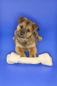 Puppy with large bone.