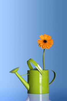 Green watering can with a flower on a blue background