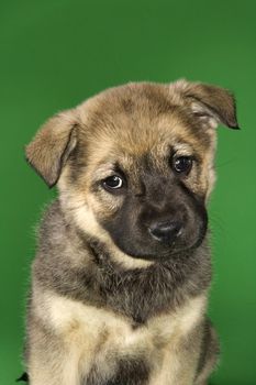 Mixed breed puppy.