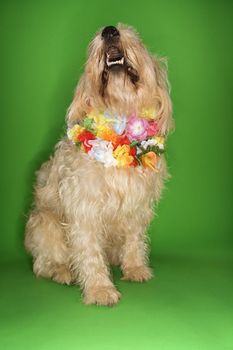 Fluffy dog sitting wearing lei.