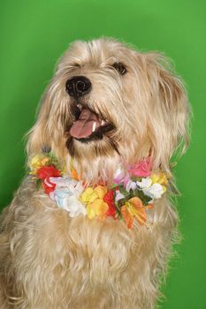 Fluffy dog sitting wearing lei.