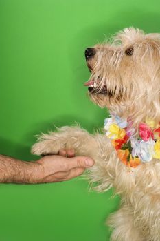 Fluffy dog wearing lei shaking hands with Caucasian person.