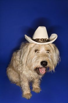 Fluffy brown dog wearing cowboy hat.