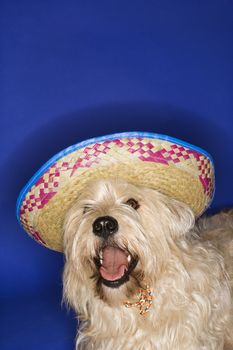 Fluffy brown dog wearing Mexican sombrero.