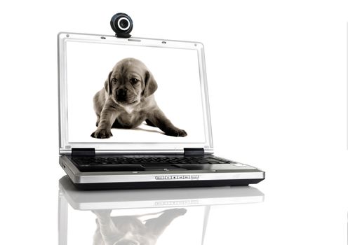 Laptop with a webcam over the table with a image of a pupie on the screan