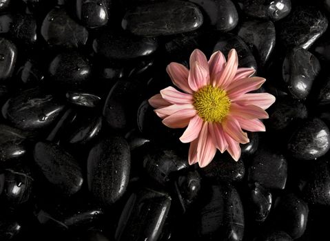 Black massage stones with a flower on it