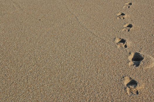 Footprints going over a sand dune