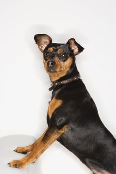 Miniature Pinscher dog looking at viewer.