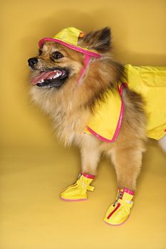 Brown Pomeranian dog wearing rain gear.