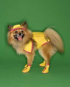 Brown Pomeranian dog wearing rain gear.