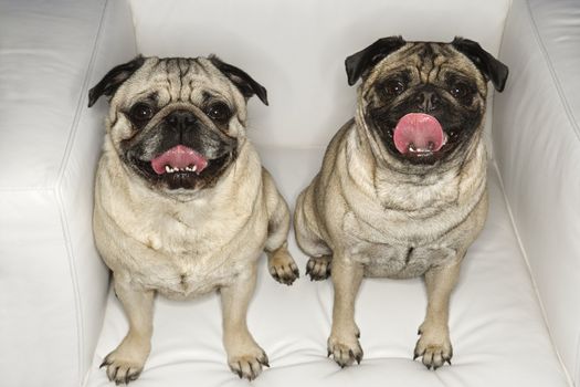 Two Pug dogs sitting in chair.