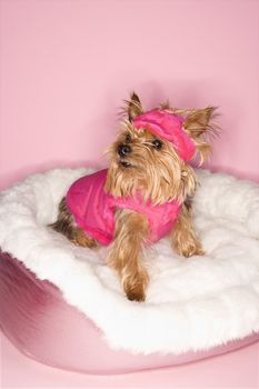 Yorkshire Terrier dog wearing pink outfit on pink dog bed.