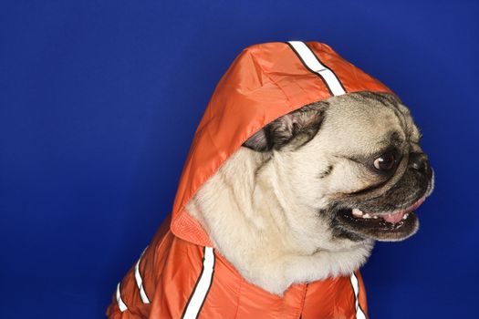 Pug wearing hoodie jacket.