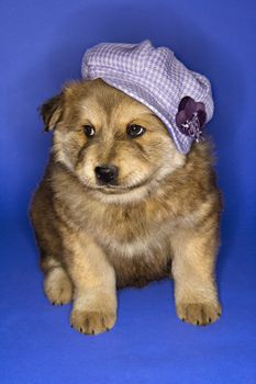 Puppy wearing purple hat on blue background.