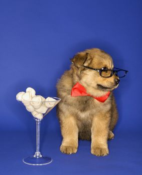 Puppy wearing eyeglasses and bowtie with martini glass full of bones.