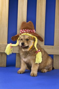 Puppy wearing hat and braids sitting in front of picket fence.