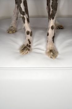 Chinese Crested dog legs and paw portrait.