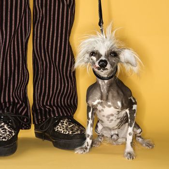 Chinese Crested dog on leash standing next to man's legs.