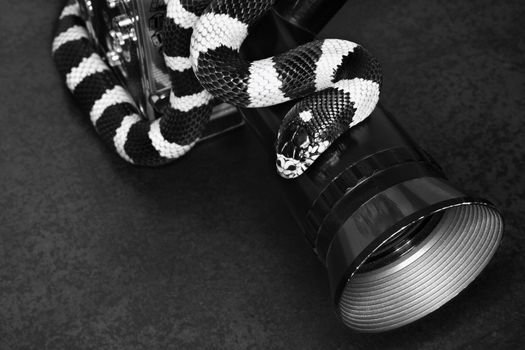 California Kingsnake wrapped around old movie camera lens.