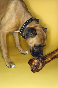 Boxer dog smelling big bone.