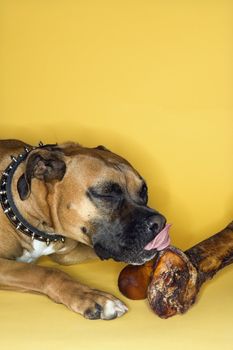 Boxer dog licking big bone.