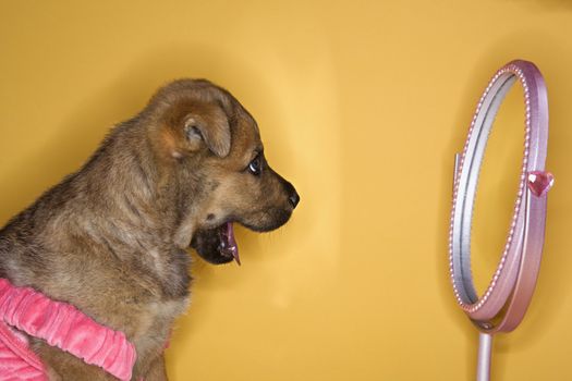 Puppy in dress looking in mirror.