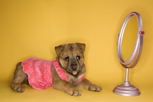 Puppy wearing dress in front of mirror.