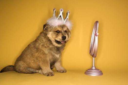 Puppy wearing crown in front of mirror.