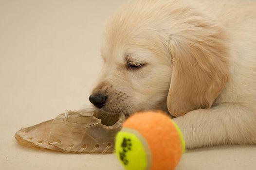 A golden retriever puppy.