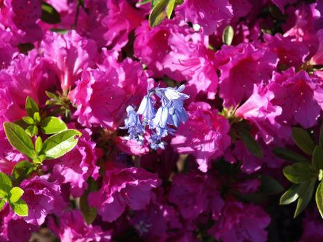 Several Pink rhododendron flowers with one strand of Blue Bells 