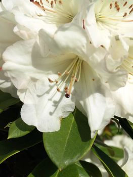 A close up view of a white Rhododendron flower with green leaves 