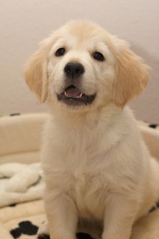 A sitting golden retriever puppy.