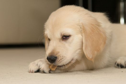 A cute golden retriever puppy chewing something.