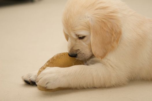 A golden retriever puppy eating something.