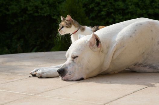 An argentin dog and a little cat.