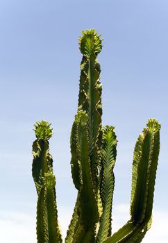 Cactus on the sky background . Blue and green.