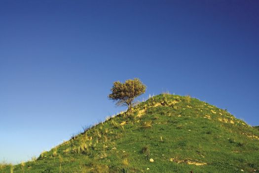 Lonely tree on a hill 