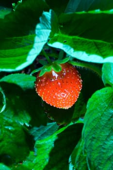 Thrickets of a strawberry.Photo with a bright red berry