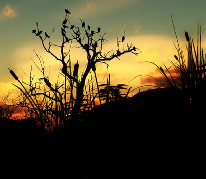 A lot of birds sitting on a silhouetted tree with an attractive sky background.